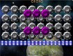 Screenshot of “Starfish frenzy”