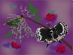 Screenshot of “Black swallowtail”