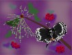 Screenshot of “Black swallowtail”