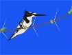 Screenshot of “Pied Kingfisher”