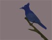 Screenshot of “Stellar Jay (my peanut beggar)”