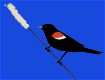 Screenshot of “Red-Winged Blackbird”