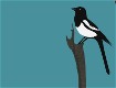 Screenshot of “Black-Billed Magpie”