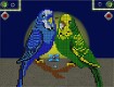 Screenshot of “budgies”