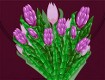 Screenshot of “Skagit Valley Tulips”