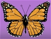 Screenshot of “Monarch Butterfly”
