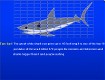 Screenshot of “Great White Shark”