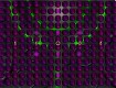 Screenshot of “Alien Purple Square Structures”